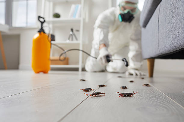 Affordable Termite Control solutions in McDade, TX